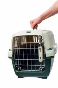 ¿Cuál es la normativa para transporte de perros y mascotas en vehículos? ¿Cuál es la normativa para transporte de perros y mascotas en vehículos?